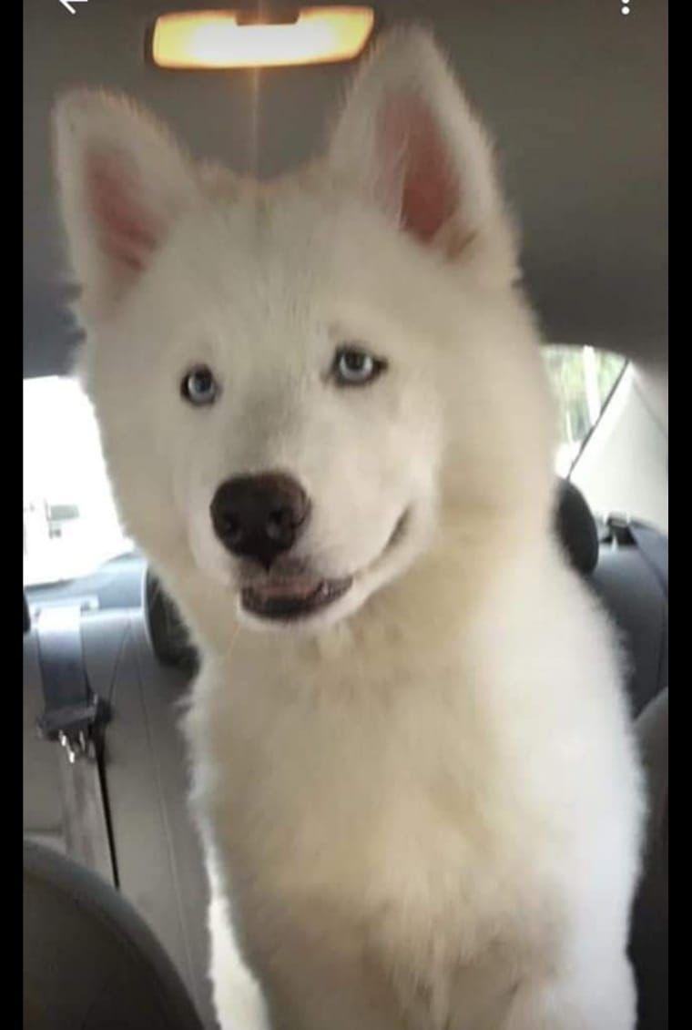 Edgar Elías, compartió su testimonio sobre el caso del asesinato de su mascota, Alpha, en manos de un hombre.