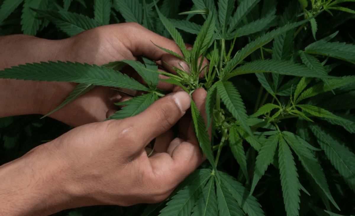 SCJN declara inconstitucional prohibición de uso lúdico y recreativo de la marihuana